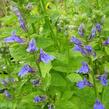 Lobelka 'Blaue Auslese' - Lobelia siphilitica 'Blaue Auslese'