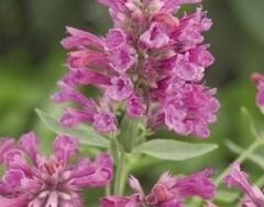 Agastache 'Agadir Pink' - Agastache aurantiaca 'Agadir Pink'