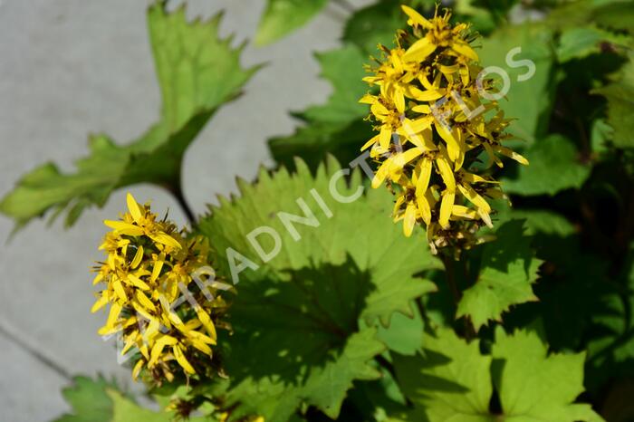 Popelivka 'Bottle Rocket' - Ligularia 'Bottle Rocket'