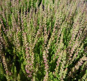 Vřes obecný 'Carolyn' - Calluna vulgaris 'Carolyn'