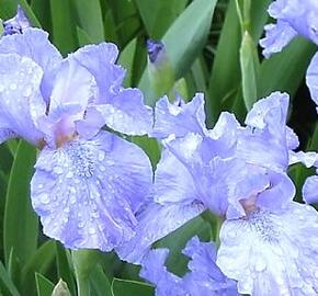 Kosatec nízký 'Blue Denim' - Iris barbata-nana 'Blue Denim'