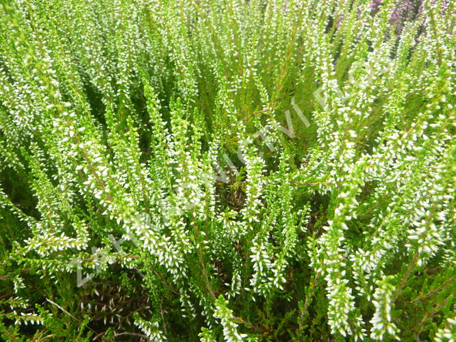 Vřes obecný 'Melanie' (Garden girls®) - Calluna vulgaris 'Melanie' (Garden girls®)