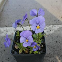 Violka růžkatá 'Blaue Schönheit' - Viola cornuta 'Blaue Schönheit'