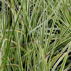 Ostřice 'Jubilo' - Carex brunnea 'Jubilo'