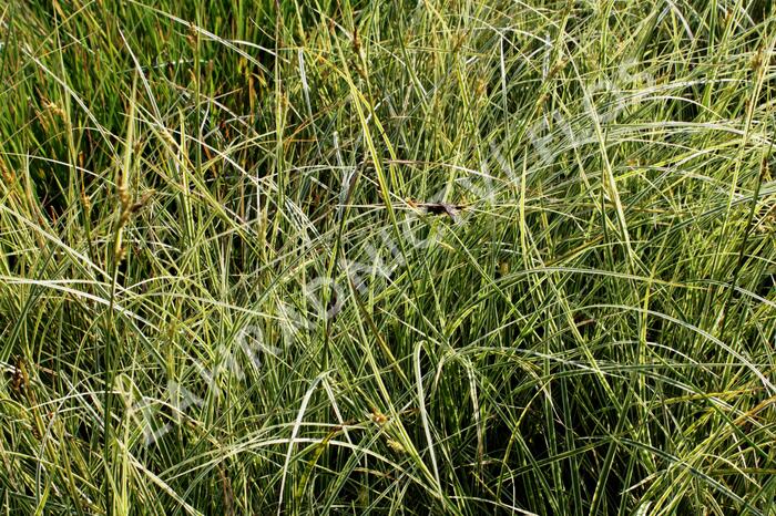 Ostřice 'Aureovariegata' - Carex brunnea 'Aureovariegata'