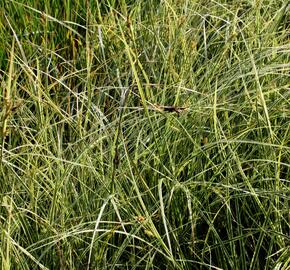 Ostřice 'Aureovariegata' - Carex brunnea 'Aureovariegata'