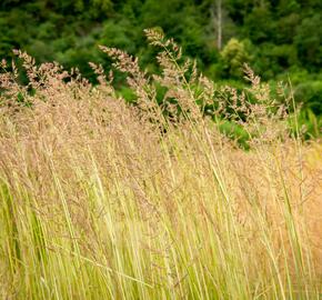 Třtina ostrokvětá 'Avalanche' - Calamagrostis acutiflora 'Avalanche'