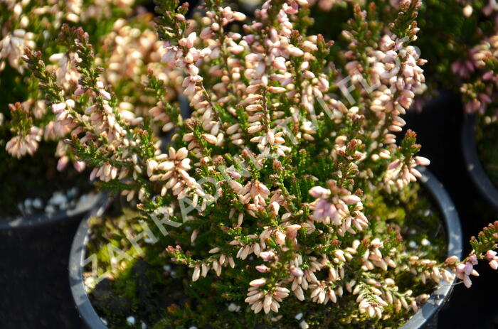 Vřes obecný 'Redbud' - Calluna vulgaris 'Redbud'