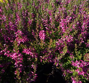 Vřes obecný 'Marlies' - Calluna vulgaris 'Marlies'