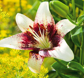 Tulipán Kaufmannův 'Heart's Delight' - Tulipa Kaufmanniana 'Heart's Delight'