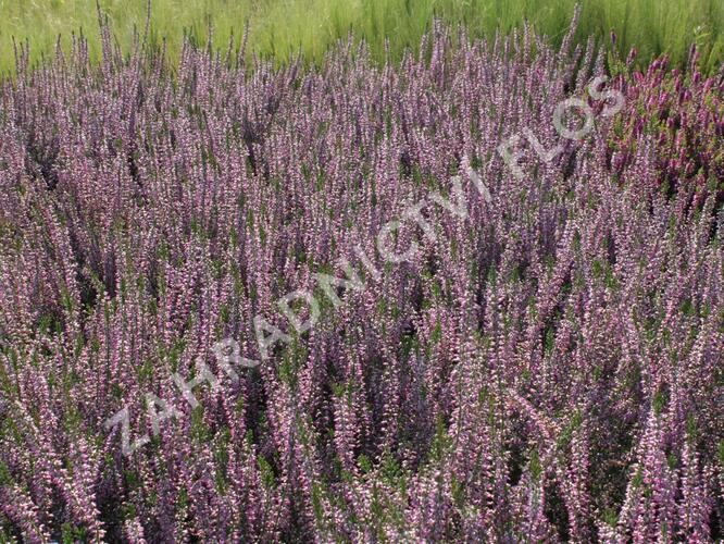 Vřes obecný 'Marleen' - Calluna vulgaris 'Marleen'