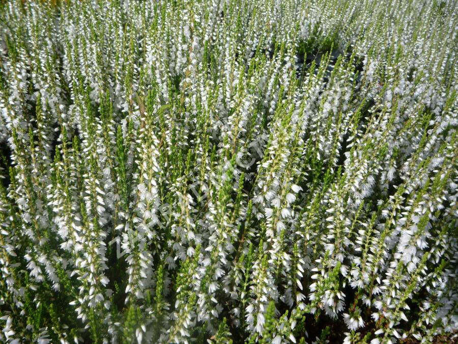 Vřes obecný 'Elegant Pearl' - Calluna vulgaris 'Elegant Pearl'