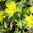 Pryšec mnohobarvý (epithymoides) - Euphorbia polychroma (epithymoides)