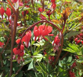 Srdcovka nádherná 'Valentine' - Dicentra spectabilis 'Valentine'