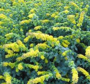 Zlatobýl 'Golden Fleece' - Solidago sphacelata 'Golden Fleece'