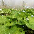 Pomněnkovec velkolistý 'Langtrees' - Brunnera macrophylla 'Langtrees'