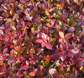 Libavka polehlá 'Winter Pearls Red Baron' - Gaultheria procumbens 'Winter Pearls Red Baron'