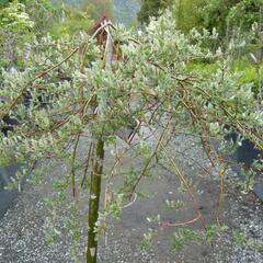 Vrba plazivá 'Iona' - Salix repens 'Iona'