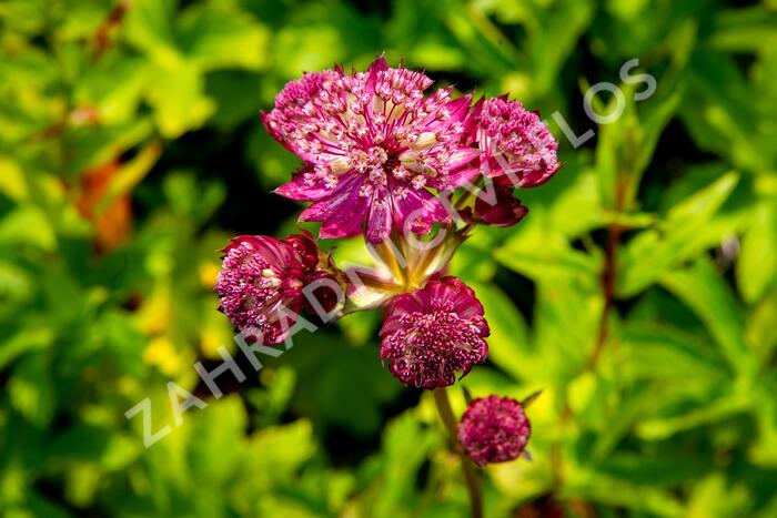 Jarmanka větší 'Star of Fire' - Astrantia major 'Star of Fire'