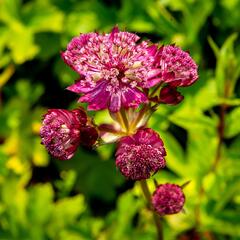 Jarmanka větší 'Star of Fire' - Astrantia major 'Star of Fire'