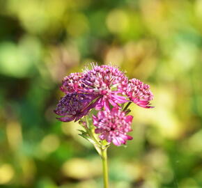 Jarmanka větší 'Ruby Cloud' - Astrantia major 'Ruby Cloud'