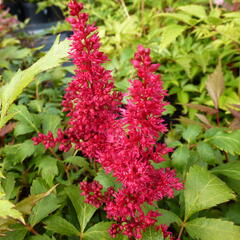 Čechrava Arendsova 'Fanal' - Astilbe arendsii 'Fanal'