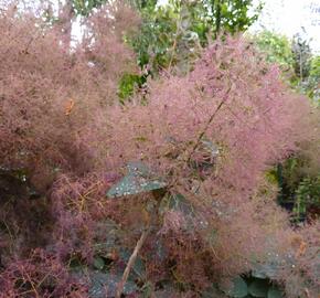 Ruj vlasatá 'Grace' - Cotinus coggygria 'Grace'