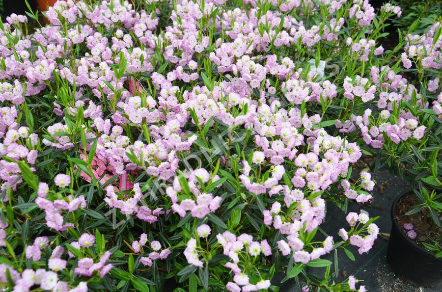 Mamota sivolistá - Kalmia polifolia