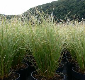 Ostřice chocholatá 'Frosted Curls' - Carex comans 'Frosted Curls'