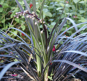 Sedoulek plochostvolý 'Nigrescens' - Ophiopogon planiscapus 'Nigrescens'