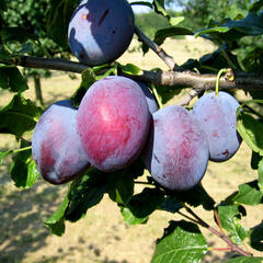 Pološvestka - velmi raná 'Čačanská raná' - Prunus domestica 'Čačanská raná'