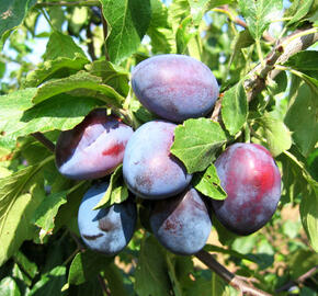 Švestka - pozdní 'Bystrická' - Prunus domestica 'Bystrická'