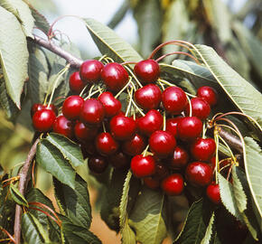 Třešeň středně raná - chrupka 'Granát' - Prunus avium 'Granát'