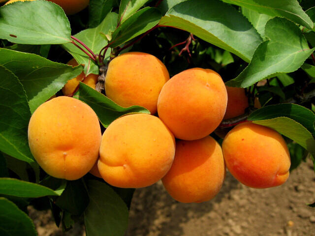 Meruňka středně raná 'Lerosa' - Prunus armeniaca 'Lerosa'