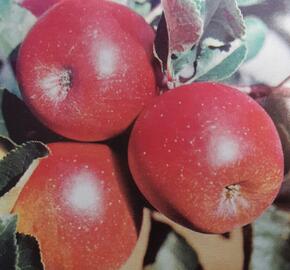 Jabloň zimní 'Jarka' - Malus domestica 'Jarka'