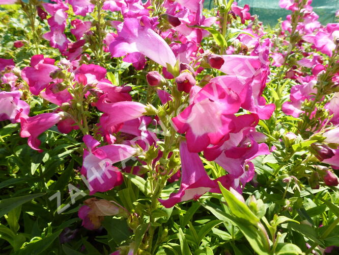 Dračík 'Phoenix Magenta' - Penstemon hartwegii 'Phoenix Magenta'