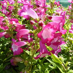 Dračík 'Phoenix Magenta' - Penstemon hartwegii 'Phoenix Magenta'