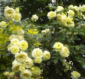 Růže pnoucí Tantau 'Climbing Elfe' - Rosa PN 'Climbing Elfe'