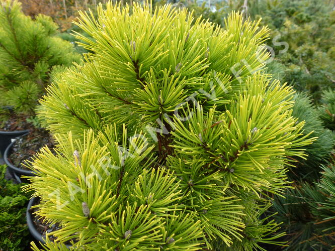 Borovice kleč 'Wintergold' - Pinus mugo 'Wintergold'