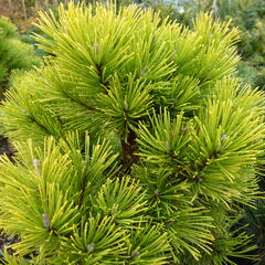 Borovice kleč 'Wintergold' - Pinus mugo 'Wintergold'