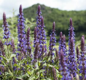 Šalvěj nádherná 'Bordeau Deep Blue' - Salvia superba 'Bordeau Deep Blue'