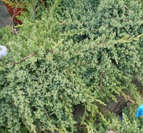 Jalovec položený 'Nana' - Juniperus procumbens 'Nana'