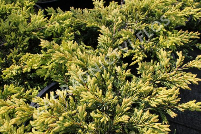 Jalovec obecný 'Goldschatz' - Juniperus communis 'Goldschatz'