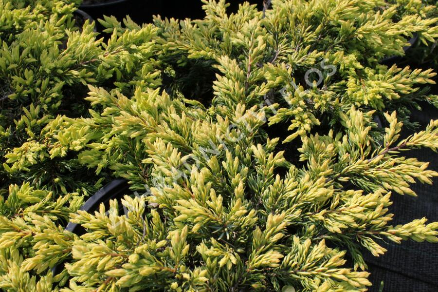 Jalovec obecný 'Goldschatz' - Juniperus communis 'Goldschatz'