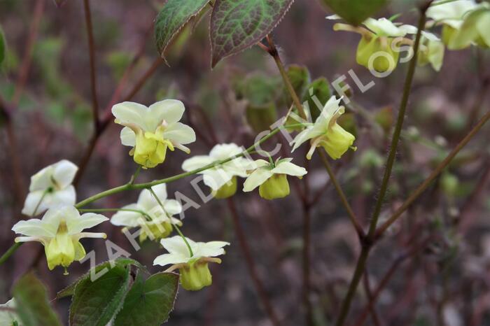 Škornice pestrobarevná 'Sulphureum' - Epimedium versicolor 'Sulphureum'