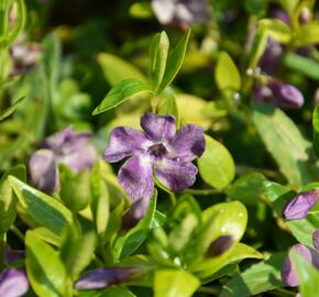 Barvínek menší 'Verino' - Vinca minor 'Verino'