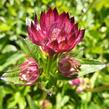 Jarmanka větší 'Rubra' - Astrantia major 'Rubra'