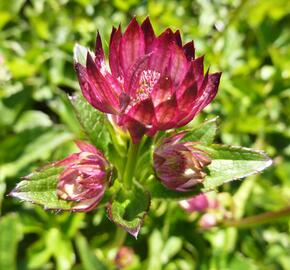 Jarmanka větší 'Rubra' - Astrantia major 'Rubra'