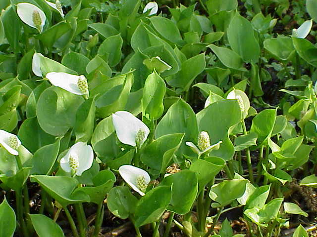 Ďáblík bahenní - Calla palustris