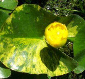 Stulík japonský 'Variegatus' - Nuphar japonica 'Variegatus'